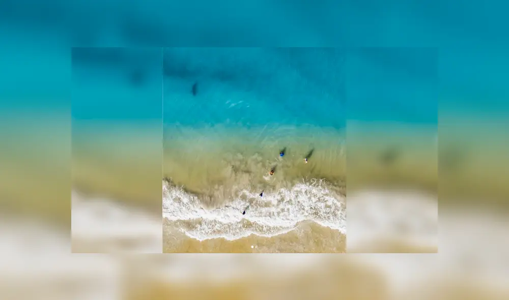 Imágenes desde un drone capta 'misteriosa criatura' nadando a lado de bañistas.