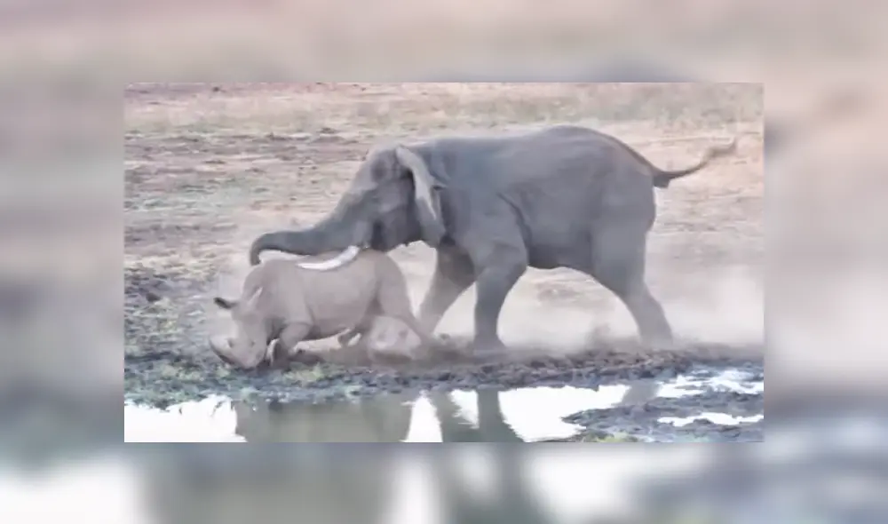 Mamá rinoceronte se enfrenta a feroz elefante para proteger a su cría y final es de infarto [VIDEO] 