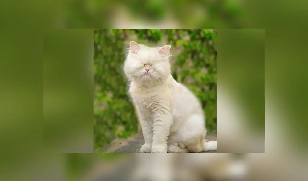 La gatita fue rescatada y ahora se ha vuelto popular en las redes sociales. Foto: Instagram La gatita fue rescatada y ahora se ha vuelto popular en las redes sociales. Foto: Instagram