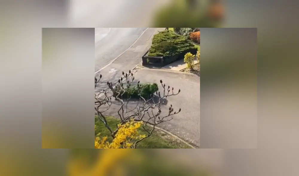 A través de TIkTok se hizo viral el momento en que un hombre sale a la calle disfrazado de arbusto en la cuarentena.