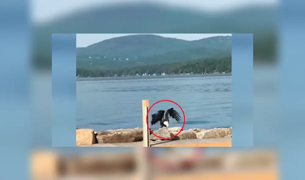 YouTube viral: águila  es captada nadando como una persona y provoca confusión en miles [VIDEO]