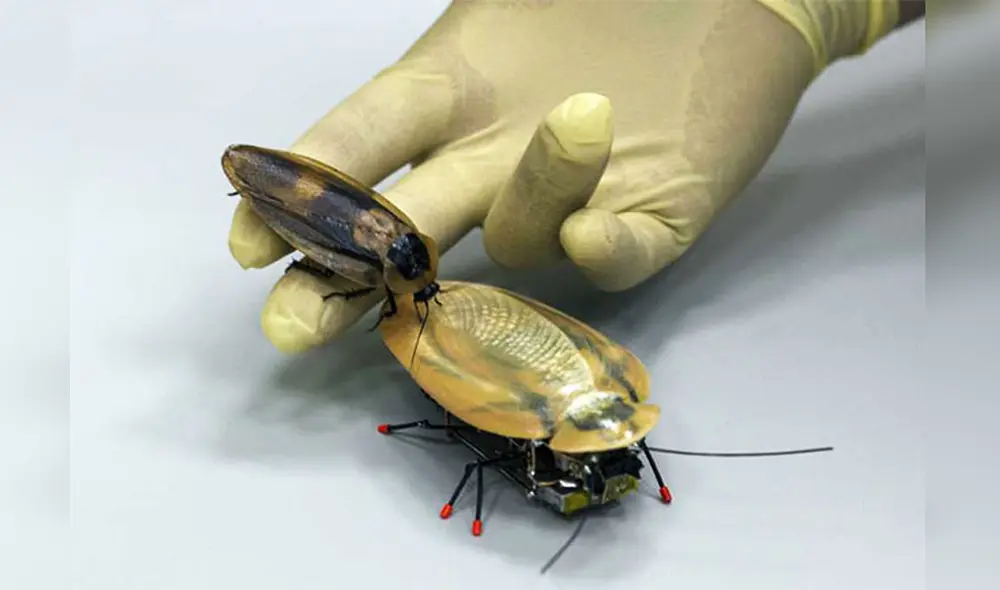 Foto referencial del Instituto de Química Biológica de la Universidad Immanuel Kant de Kaliningrado