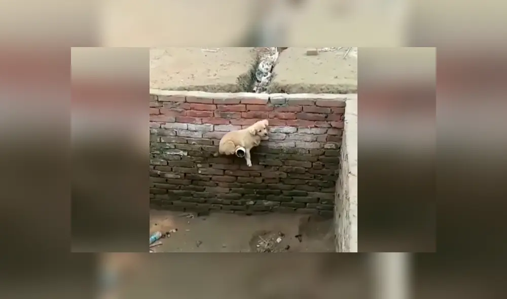 Desliza las imágenes para apreciar la inesperada técnica de un pequeño perro para salir ileso en un gigantesco pozo. Foto. Clarín.