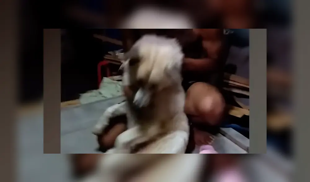 YouTube viral: perrito no quiso que dueño lo bañe y fingió su muerte [VIDEO]