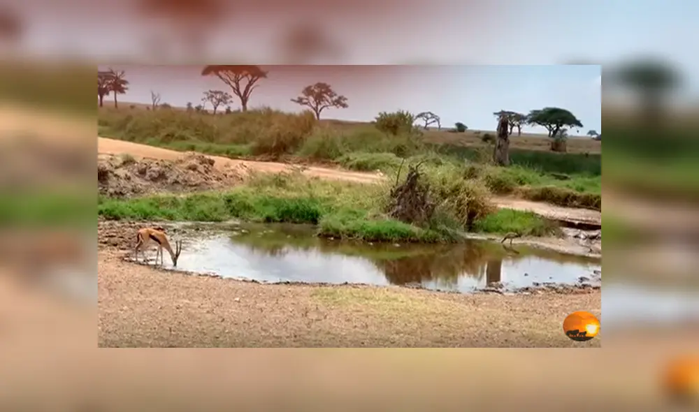 Desliza hacia la izquierda para ver el momento en que la leona ataca  gacela, escena que es viral en YouTube.