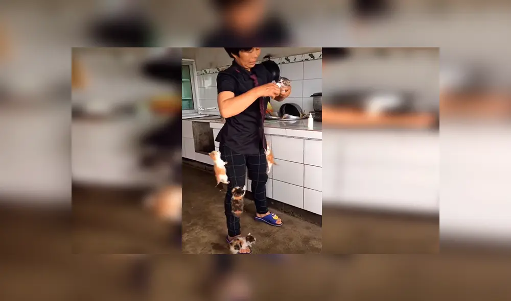 En Facebook, unos gatos hambrientos se subieron encima de su dueña para ‘exigir’ sus alimentos. En Facebook, unos gatos hambrientos se subieron encima de su dueña para ‘exigir’ sus alimentos.