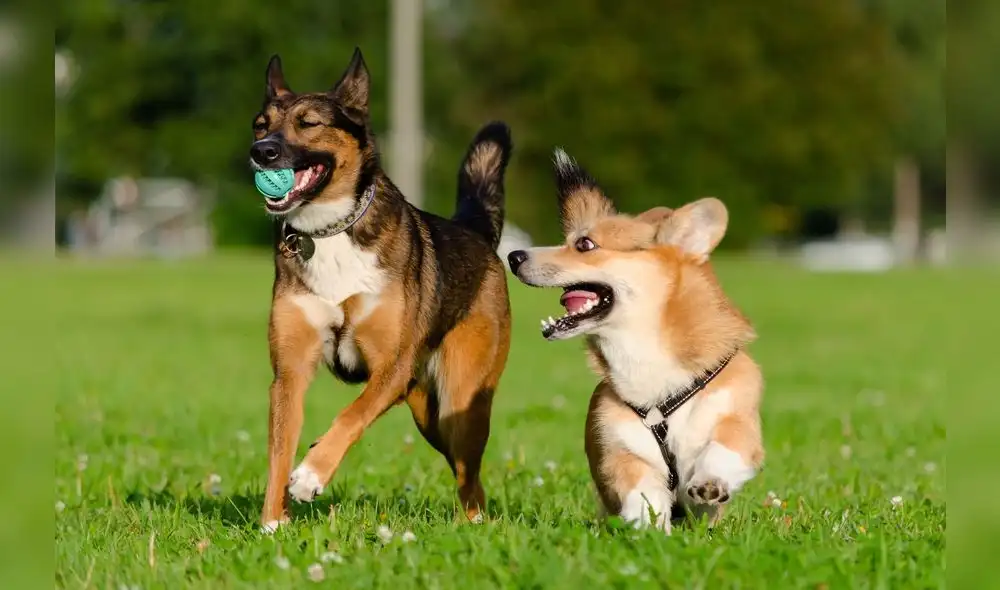 Otros animales ya habían probado capacidades del mismo tipo, pero con un entrenamiento previo. Foto: Difusión.