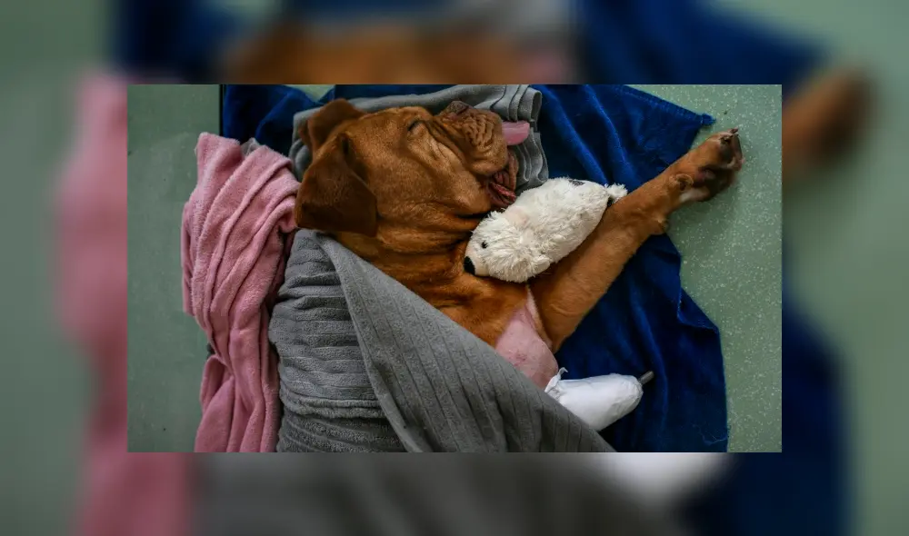 Ronda, la perrita que fue salvada por una fibra de carbono en Portugal. Foto: AFP. Ronda, la perrita que fue salvada por una fibra de carbono en Portugal. Foto: AFP.