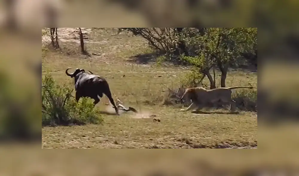 YouTube: Lo increíble sucede cuando un bufalo fue acorralado por feroces leones y cocodrilos [VIDEO]