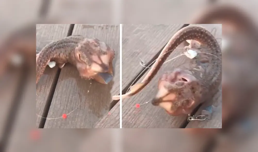 Desliza hacia la izquierda para ver el aspecto aterrador de la criatura que se viralizó en YouTube. Desliza hacia la izquierda para ver el aspecto aterrador de la criatura que se viralizó en YouTube.