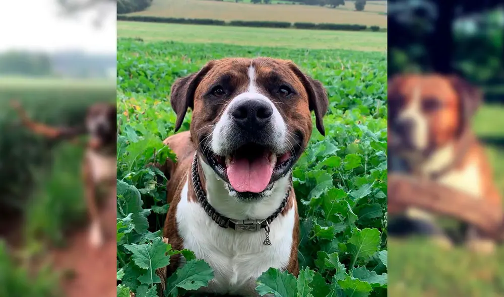 Snoop busca troncos todos los días para entregárselo a su dueño. Foto: FACEBOOK/THE BIG SNOOP DOG Snoop busca troncos todos los días para entregárselo a su dueño. Foto: FACEBOOK/THE BIG SNOOP DOG