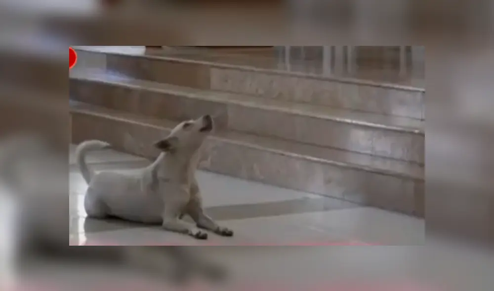 Perro se unió al ferviente canto de un coro parroquial y se robó el show frente a decenas de fieles Perro se unió al ferviente canto de un coro parroquial y se robó el show frente a decenas de fieles
