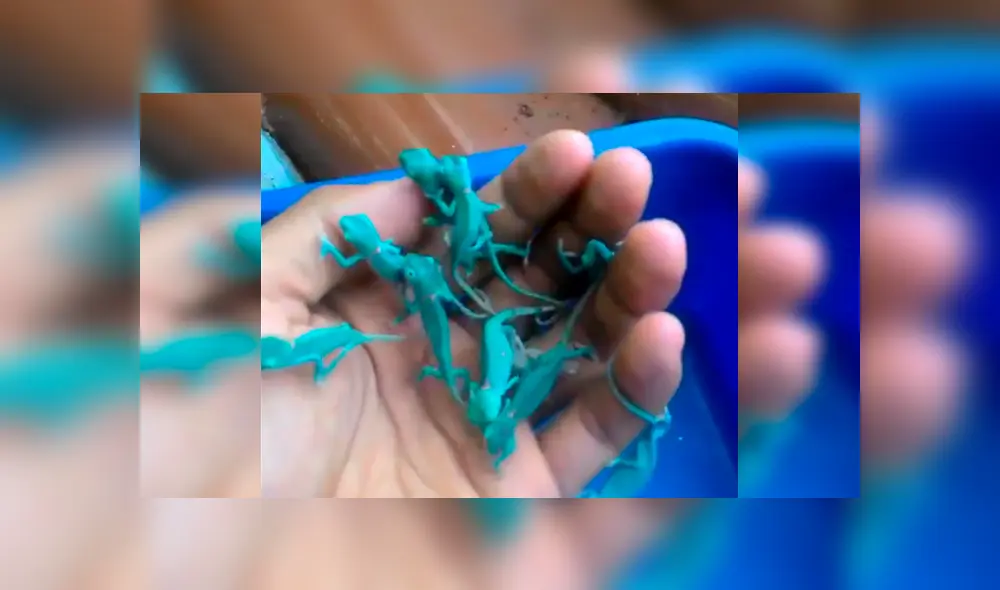 Video es viral en YouTube. Un joven encontró un nido de camaleones y cuando intentó coger a estas pequeñas criaturas se llevó una tremenda sorpresa que nadie hubiera imaginado. Foto: Captura.