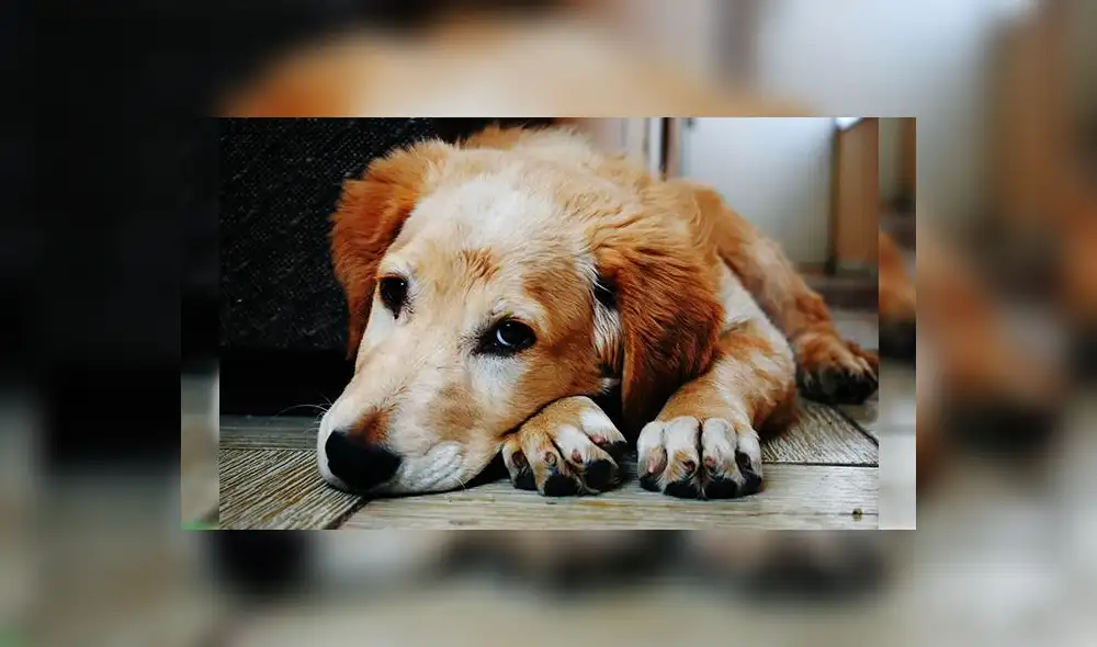 “Un perro violado víctima de zoofilia sufre igual que una mujer”