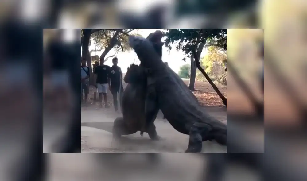YouTube: La épica batalla entre feroces dragones de komodo que han sorprendido a todos [VIDEO]