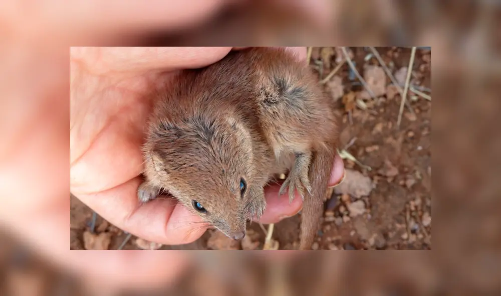Los kaluta mueren tras una única e intensa temporada de apareamiento, que puede llegar a 14 horas. Foto: captura Los kaluta mueren tras una única e intensa temporada de apareamiento, que puede llegar a 14 horas. Foto: captura