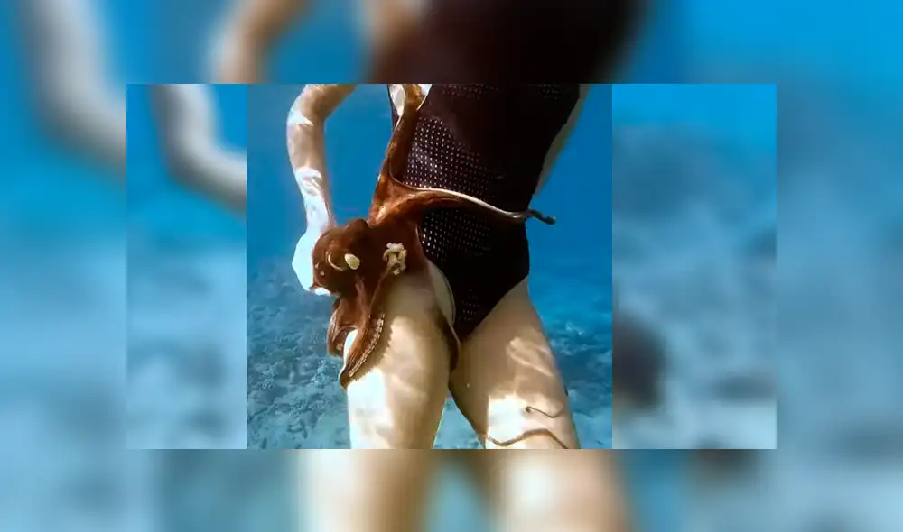 Video viral de YouTube muestra el preciso momento en que un pulpo se topa con una joven y se adhiere a su muslo derecho