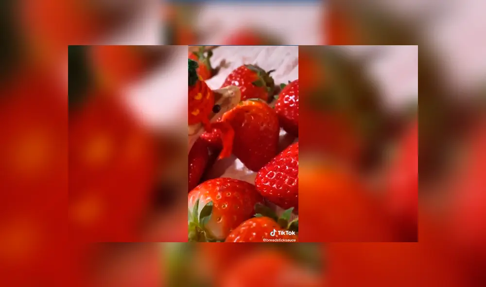 Desliza a la izquierda para conocer el tierno aspecto de esta serpiente que ha sorprendido a miles en TikTok. Foto: Captura.