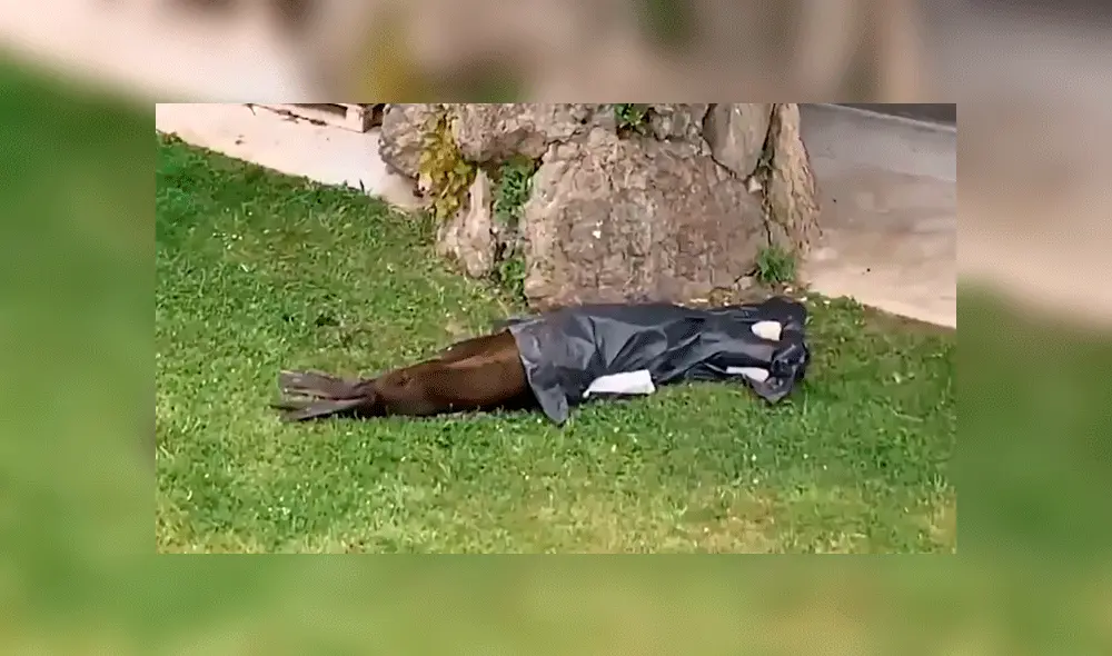 el cadáver de un lobo marino apareció en una bolsa de plástico. Foto: captura Twitter.