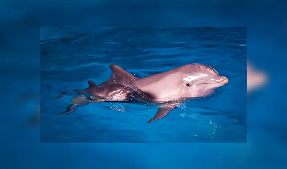 Un extraño virus acaba con la vida de la delfín más longeva de Barcelona