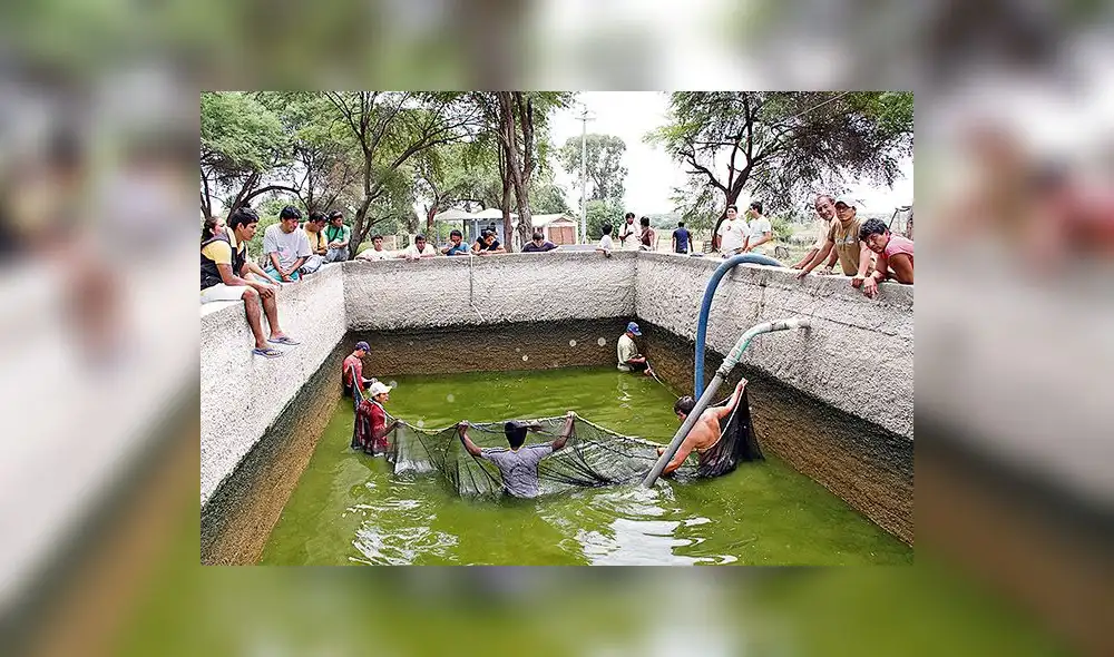 Piura es la cuarta región del país con actividad acuícola
