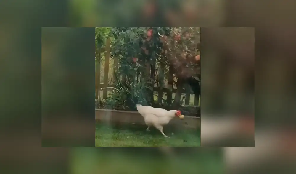 Desliza las imágenes para conocer la identidad del ‘ladrón’ que agarraba sin permiso unas manzanas. Foto: Captura.