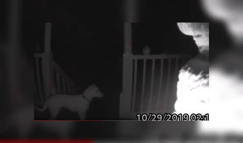 Video es viral en Facebook. El can se había quedado afuera durante horas y no podía ingresar porque sus dueños habían cerrado las puertas sin notar su ausencia Video es viral en Facebook. El can se había quedado afuera durante horas y no podía ingresar porque sus dueños habían cerrado las puertas sin notar su ausencia