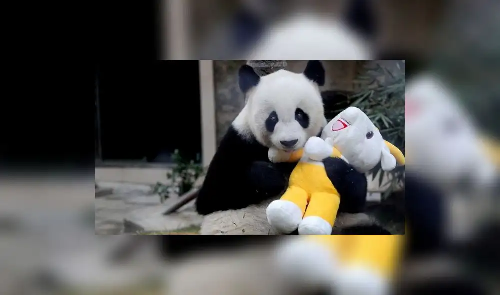 Curioso oso panda reclama cariño a su cuidador