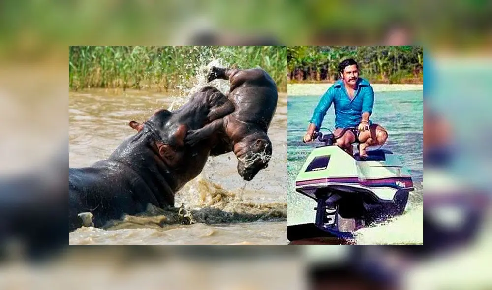 El destino de los hipopótamos que Pablo Escobar abandonó tras su muerte. Foto: composición El destino de los hipopótamos que Pablo Escobar abandonó tras su muerte. Foto: composición