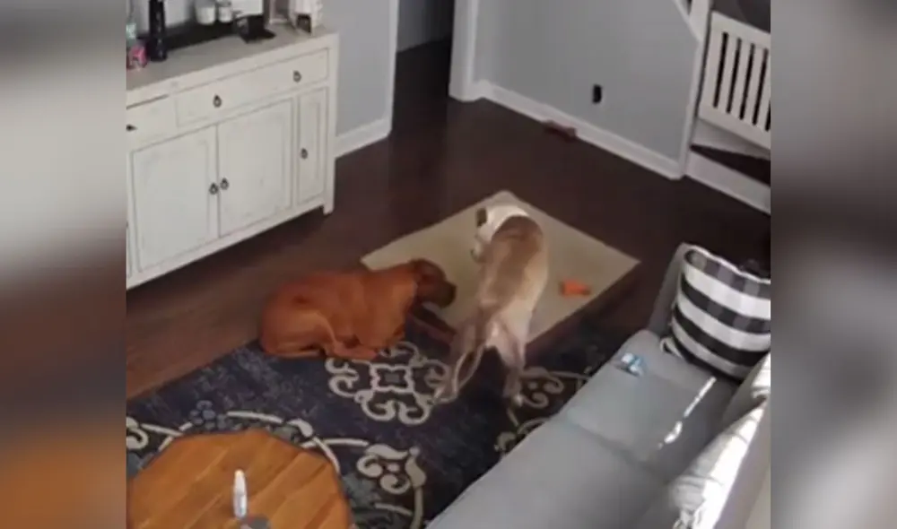 Desliza hacia la izquierda para ver más imágenes sobre esta tierna escena protagonizada por dos perros de raza pitbull. Foto: captura de YouTube