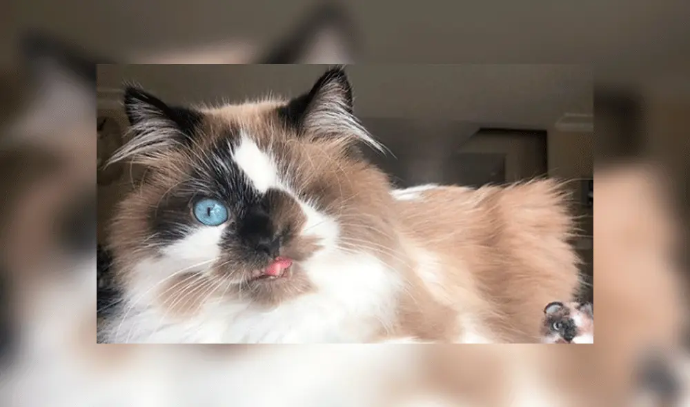 El gato "era solo piel y huesos", pero ahora es un felino saludable y feliz. Foto: Foto: cricket_the_one_eyed_cat / Instagram. El gato "era solo piel y huesos", pero ahora es un felino saludable y feliz. Foto: Foto: cricket_the_one_eyed_cat / Instagram.