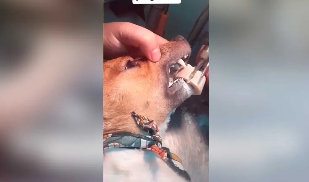 Desliza las imágenes para ver algunas escenas de la intervención que se hizo para ayudar a este travieso can. Foto: captura de TikTok/@rafaelarturo50