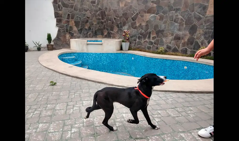 Selección peruana: Jhoel Herrera presentó a Maki, la cachorrita que adoptó.