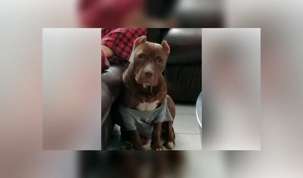Desliza para ver el cambio que sufrió este perro que se volvió famoso en Facebook. Foto: Captura.