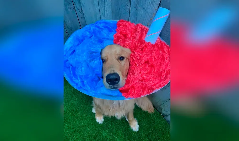 Desliza las imágenes para ver los creativos diseños que creó una joven cuando su perro llevó un cono isabelino en el cuello. Foto: Facebook