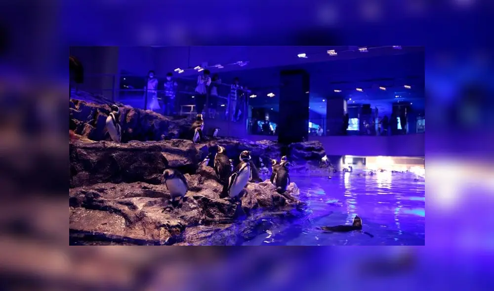 Las relaciones sexuales entre pingüinos pueden darse sin distinguir el género y parentezco. Foto: Difusión