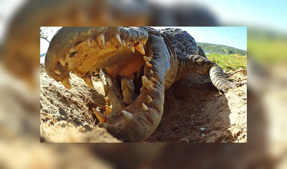 Una mamá cocodrilo protege a sus bebés con curiosa técnica. Viral de Facebook.
