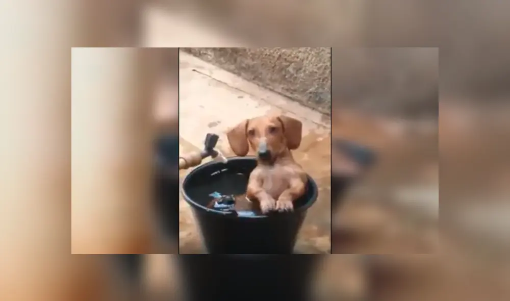 En Facebook, un perro aprovechó la ausencia de sus dueños para cometer sus travesuras en casa.