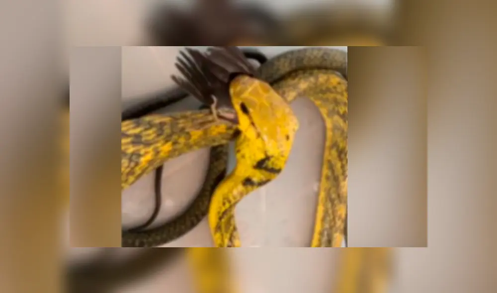 Facebook viral: hambrienta serpiente se topa con pequeña ave y ocurre algo muy impactante Facebook viral: hambrienta serpiente se topa con pequeña ave y ocurre algo muy impactante