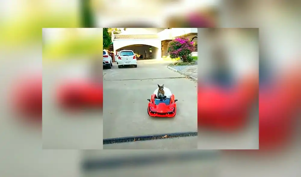 Desliza las imágenes para ver la divertida escena que registró una mujer entre su perro y su padre. Foto: Viral Press Desliza las imágenes para ver la divertida escena que registró una mujer entre su perro y su padre. Foto: Viral Press