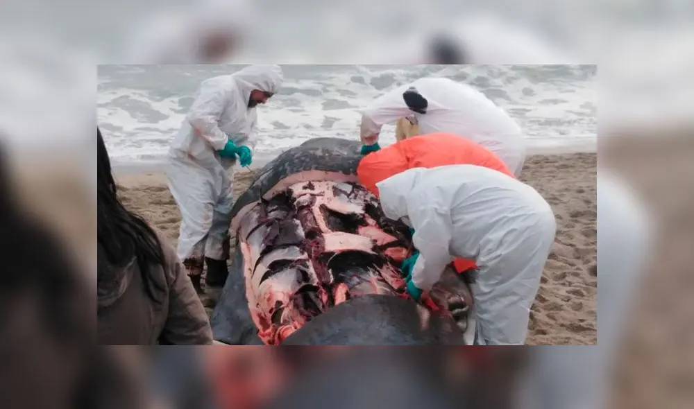Murió ballena que se varó en la playa Santa Rosa [FOTOS]