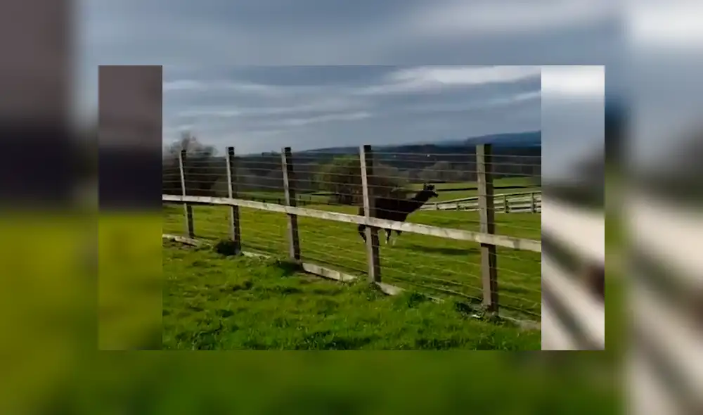 Facebook viral: chica reta a alpaca en duelo de baile y termina humillada por esto [VIDEO] 