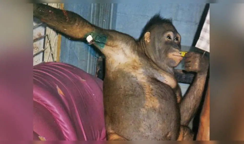 Pony: la orangután que fue maquillada y prostituida en burdel de Indonesia Pony: la orangután que fue maquillada y prostituida en burdel de Indonesia