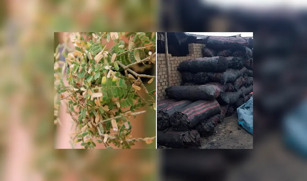 Carbón vegetal Carbón vegetal