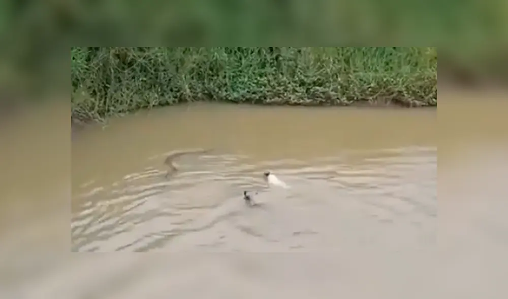 Facebook viral: hambrienta serpiente intenta devorar a perros que entrar a jugar al río [VIDEO]