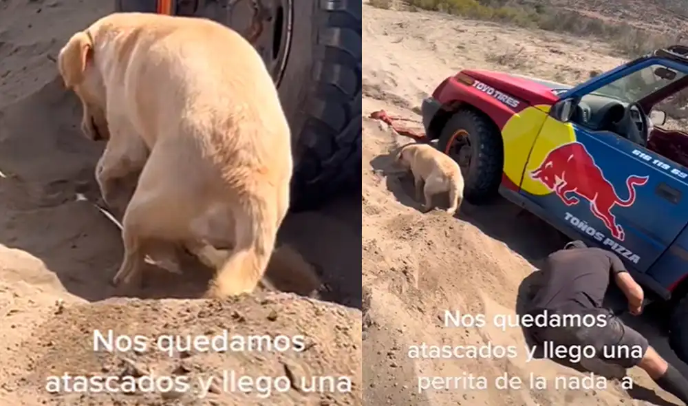 Este video ha superado los 1.6 milones de ',me gusta'. Foto: composición LR / TikTok) Este video ha superado los 1.6 milones de ',me gusta'. Foto: composición LR / TikTok)