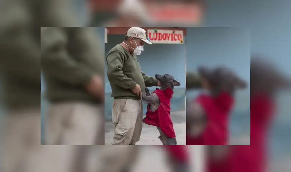 Día conmemorativo invita a cuidar y velar por la seguridad de la raza. Foto: Parque de las Leyendas. Día conmemorativo invita a cuidar y velar por la seguridad de la raza. Foto: Parque de las Leyendas.