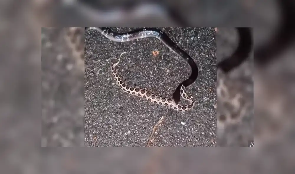 Desliza hacia la izquierda para ver el momento en que el hambriento reptil abre sus mandíbulas para devorar a otro de su misma especie. Escena es viral en YouTube.