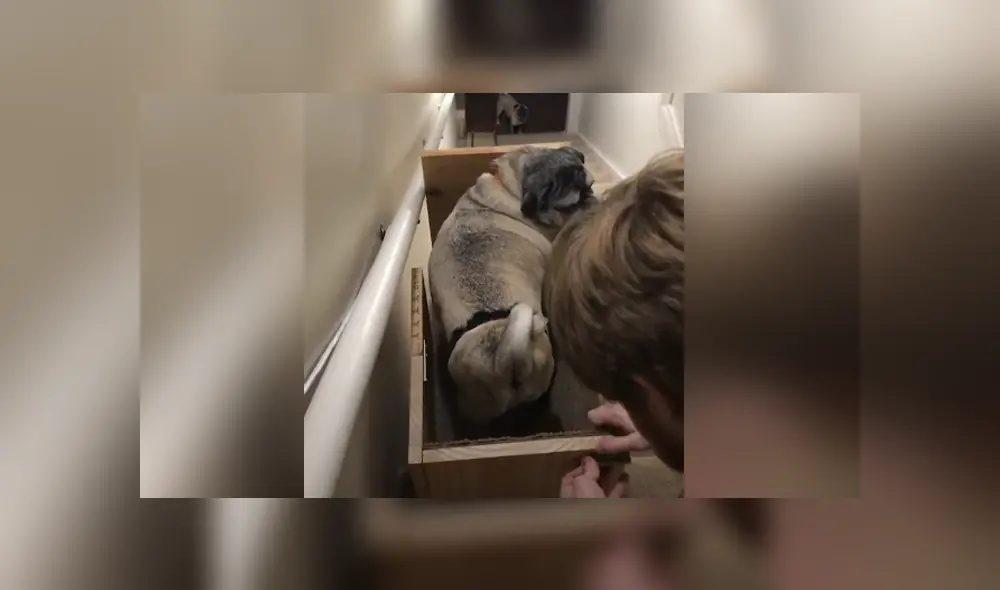 Una mujer decidió construir un salvaescalera para que sus perros puedan transportarse con facilidad. Foto: YouTube
