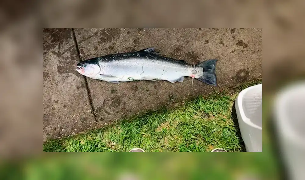 Pescador captura una trucha y hace terrible descubrimiento en el animal [VIDEO]